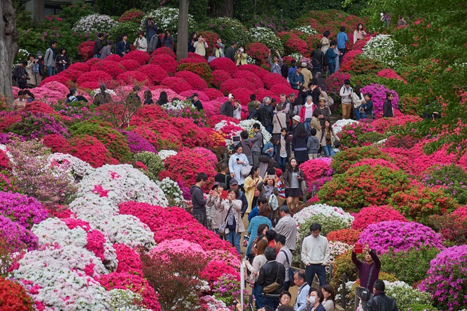 Lễ hội hoa chào hè 2021 quy mô lớn tại Sầm Sơn